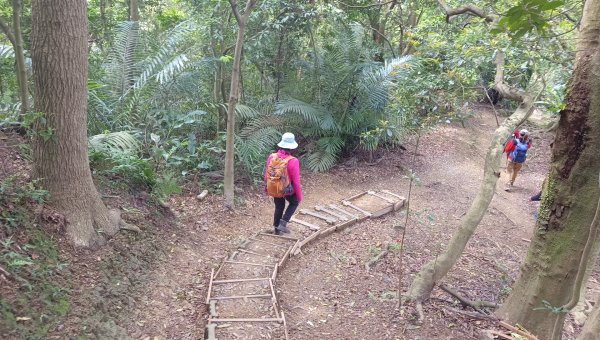 (姨婆趴趴走)第五十集:新北樹林大同山、青龍嶺、大棟山諸峰連走2751610