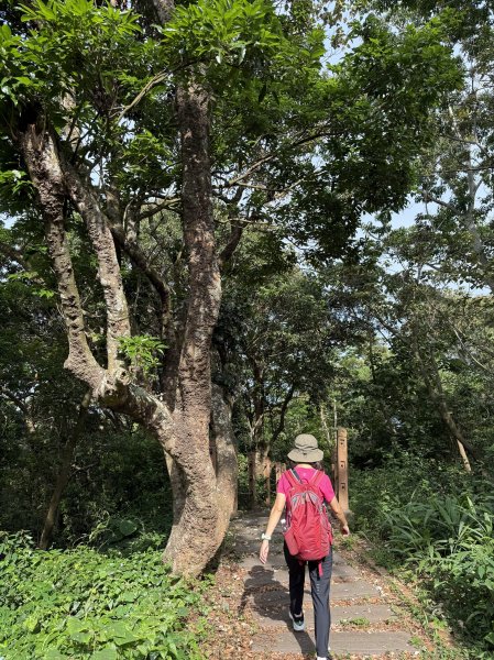 挑水古道附近古道串聯+藤山步道202505032784344