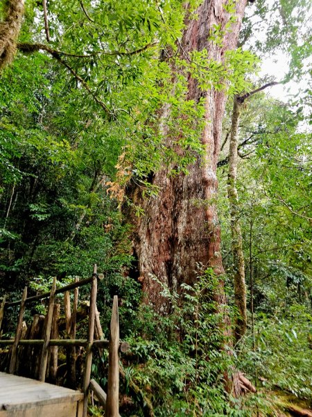 司馬庫斯神木群步道及櫻花季-(新竹)臺灣百大必訪步道3007800