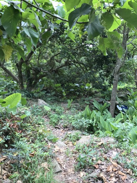 109年6月21日烏山紫竹寺-刣牛湖山1007511