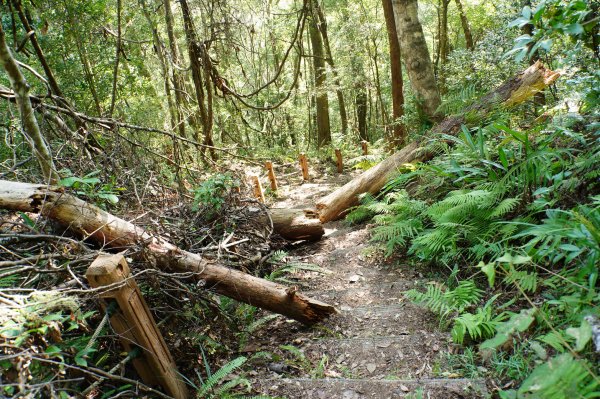 新竹 尖石 芝生毛臺山、虎禮山2903143