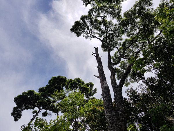 復興三尖之那結山1423092