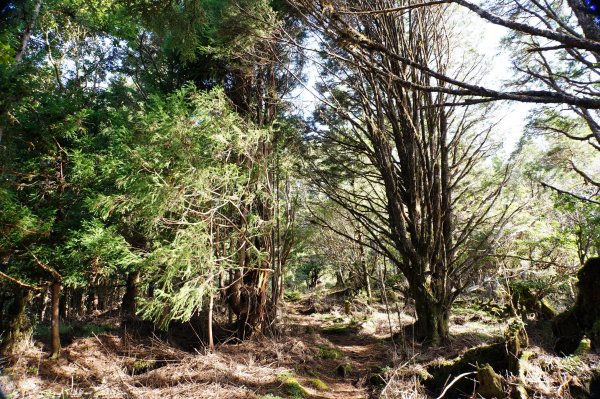 宜蘭 大同 三星山2890397