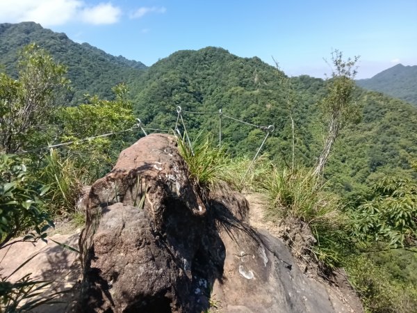 平溪區慈恩嶺+慈母峰探找艷紅鹿子百合花影2870236