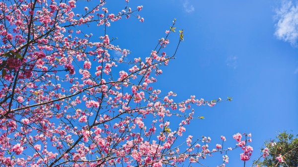 【台灣健行】春艷 • 寶山二集團2698536