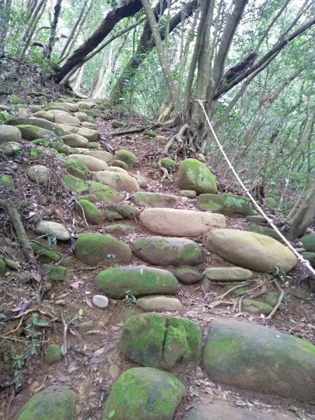 蓮華山步道上蕨類地毯1600963