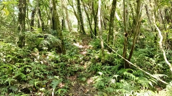 雙溪區三分二山-烏山古道東段-烏山1號O型3047456