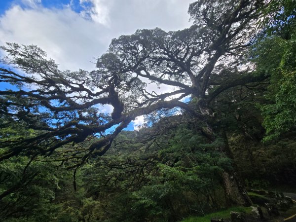 塔塔加步道（大鐵杉登山步道）2883099