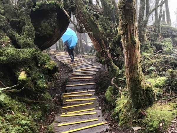 雨霧散遊太平山885963