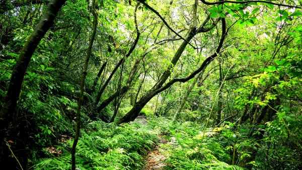 石笋古道,焿子寮古道,松子嶺古道2798332