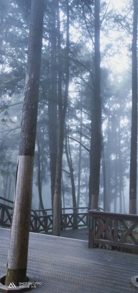 【阿里山森林園區】阿里山神木 八大景點691827