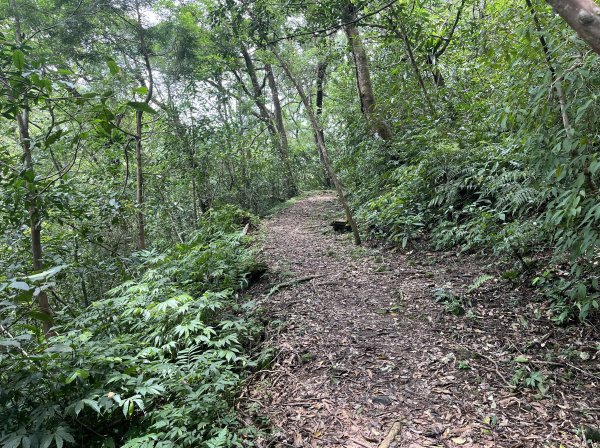 [淡蘭古道] 2025_0802 南路第四段2850934