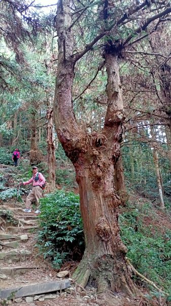 林相優美的臺中長壽山、肥崠山 - 鳶嘴西稜步道1357236