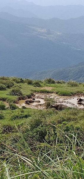 草嶺古道，是一條台灣北部頗具知名度的登山步道376930
