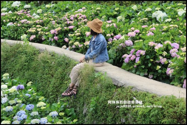 竹子湖繡球花季594286