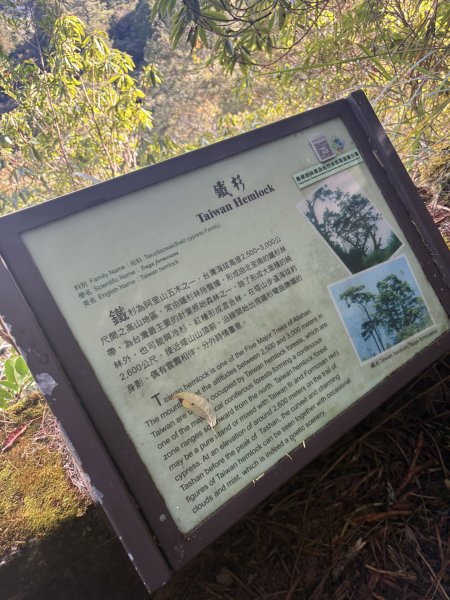 20251225塔山步道(大塔山)2970409