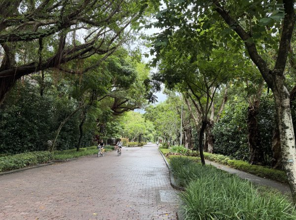 [2026臺北健走趣-11/50] 2026_0808_臺大舟山路3112200