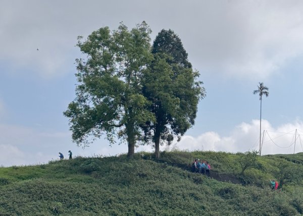 鳳凰谷步道走凍頂麒麟山2770437