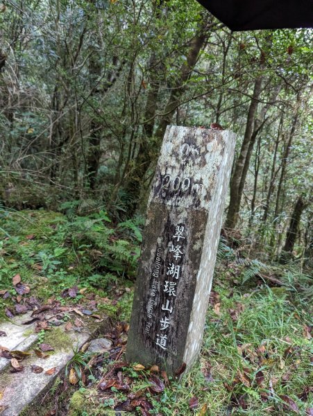 翠峰湖環湖。東口遇見黃喉貂2284313