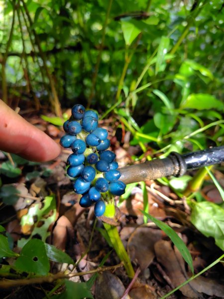 烏山、刣牛湖山、竹子尖山2891969