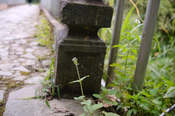 打鐵寮古道.白石山2752899