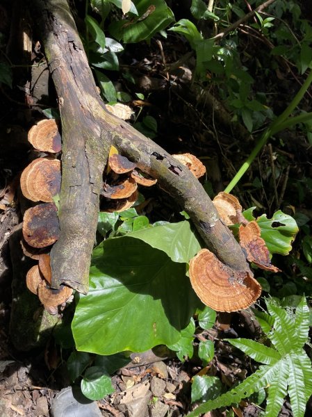 紅頭山大天池2893962