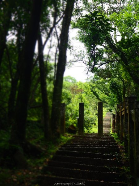 《新北》草原牛群｜貢寮桃源谷步道(內寮線)201805172887805