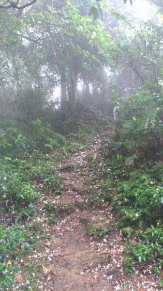 大艽芎古道-溪洲山-頭寮山577964