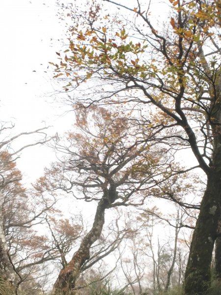 迷霧中的山毛櫸465348