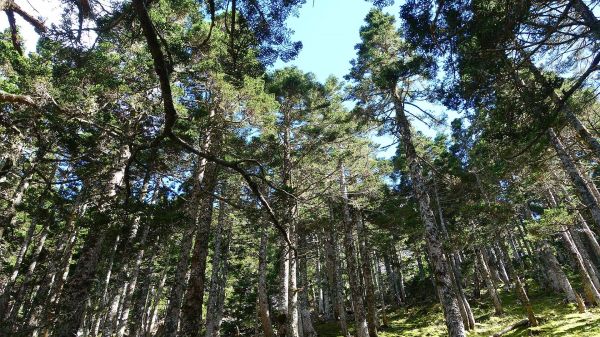 雪東、主、北峰訪翠池，親近聖稜線211899