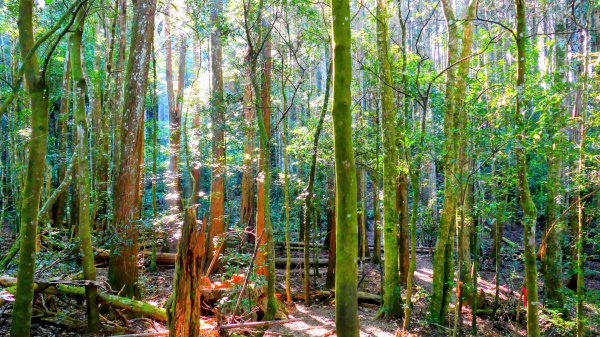 油羅山(一上三下)2959126