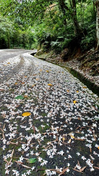 賞桐秘境-石門路(天上山)2134964