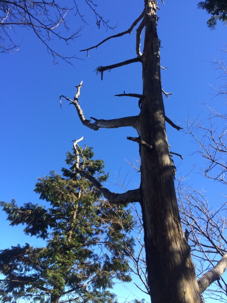 山岳之美 太平山8619