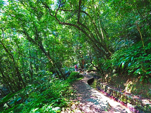 夏日水圳古道之旅：走坪頂古圳步道消暑去637497