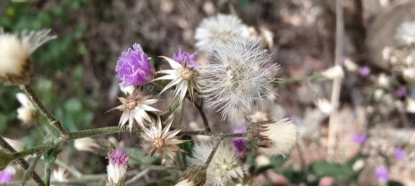 2026/03/15 白冷山步道3016809