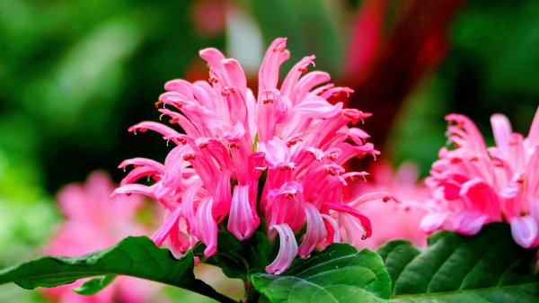 珊瑚花