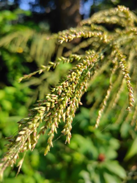 唐子恩山 廢棄油礦2919016