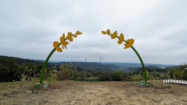 大北坑魯冰花2435736
