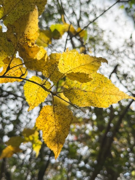 尖石鄉賞楓季-李崠山古堡、秀巒楓景、鎮西堡巨木群2958284