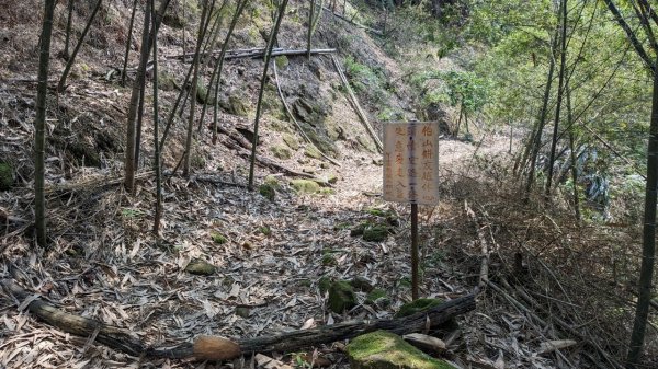 112.04.04王公坑山-烏塗窟山之開滿血藤花2120591