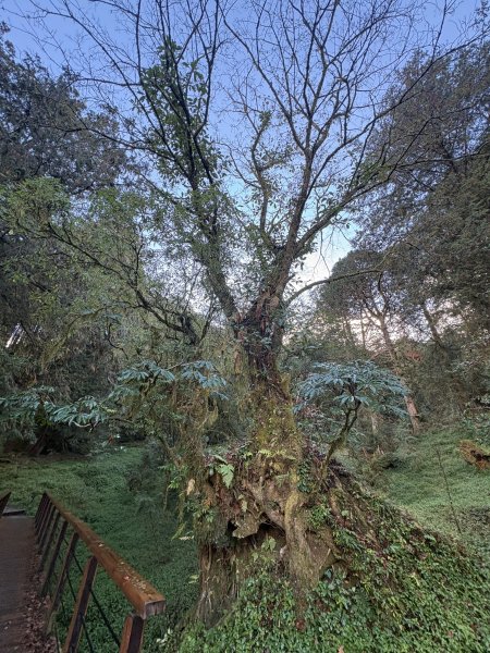 20251225塔山步道(大塔山)2970289