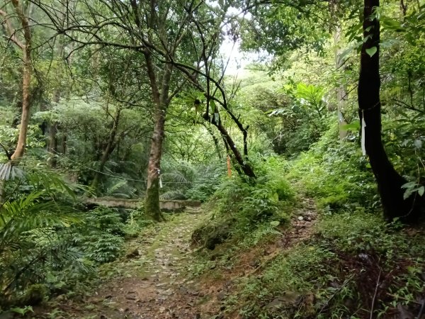 平溪區善覺寺步道+畝畝山北稜線+畝畝山+石硿子瀑布+灰窯瀑布O型2940006