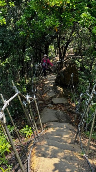 孝子山、普陀山、慈母峰賞鹿子野百合O走2592935