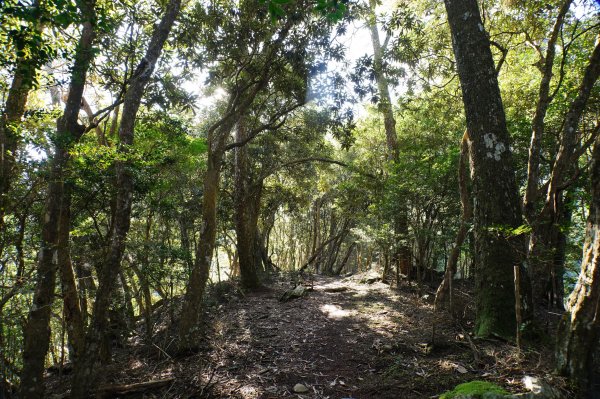 台中 和平 南松鶴山、八仙山、東松鶴山2877941
