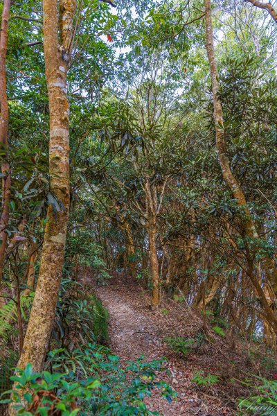 日月潭最高峰-水社大山3025310
