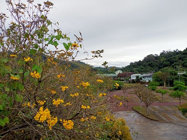 【小百岳集起來】#046 阿罩霧山 H249m, 二等三角點 #11361617165