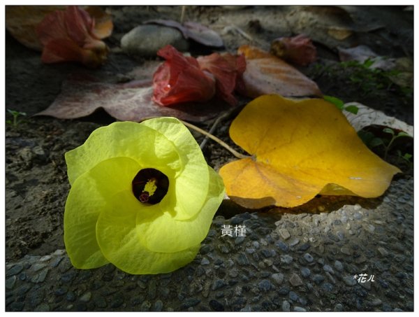 恒春黄槿の花開2906607