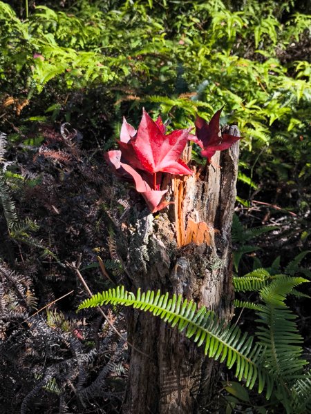 2025-12-21 武界山、獅凸魯山、橫屏山、橫屏山西峰2969711