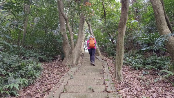(姨婆趴趴走)第四十七集:新北土城大暖坑山等諸峰攀登連走2738752