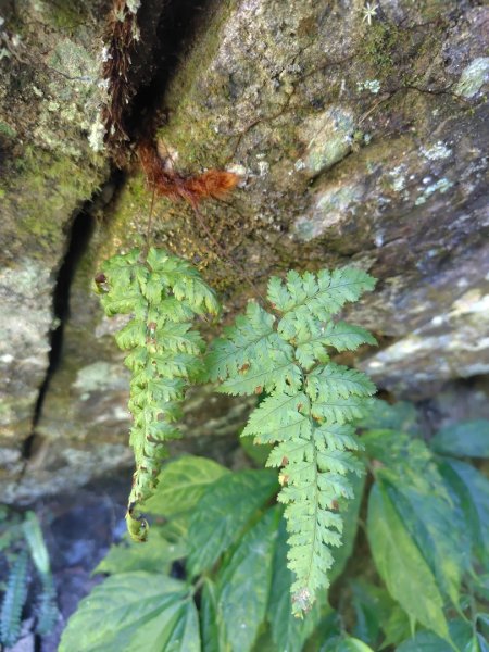 唐麻丹山 蝴蝶谷2918870